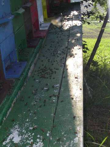 Naletna deska polna mrtvih čebel